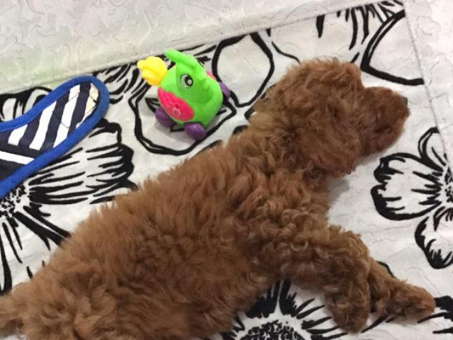 如果是你，300塊買狗，卻要花3000塊給狗治病，你怎麼選擇？