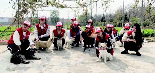 流浪狗治理，一場沒有終點的「馬拉松」？