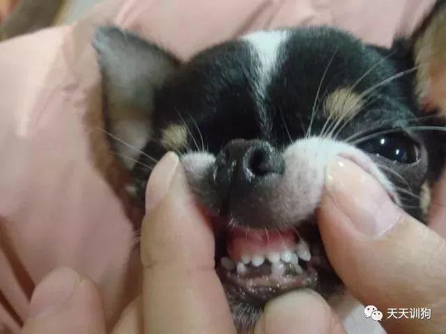 為什麼狗狗的鼻頭不黑了？