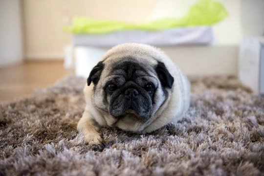 巴哥犬把整支烤肉串吃進肚子裡　X光照把主人嚇傻：手術費23萬