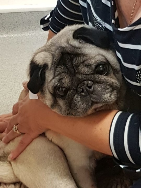 巴哥犬把整支烤肉串吃進肚子裡　X光照把主人嚇傻：手術費23萬