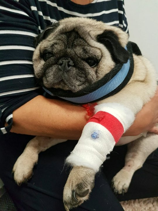 巴哥犬把整支烤肉串吃進肚子裡　X光照把主人嚇傻：手術費23萬