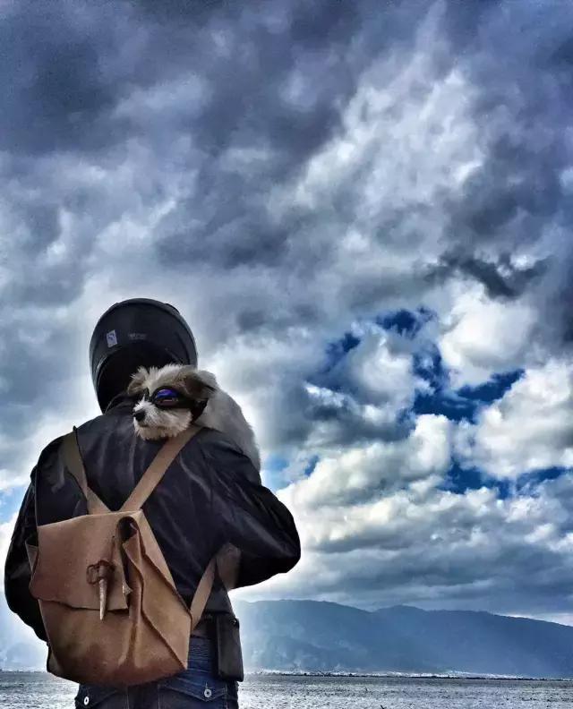 一人一狗走西藏：史上最萌流浪狗，溫暖了他孤獨的旅行