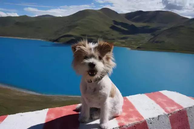 一人一狗走西藏：史上最萌流浪狗，溫暖了他孤獨的旅行