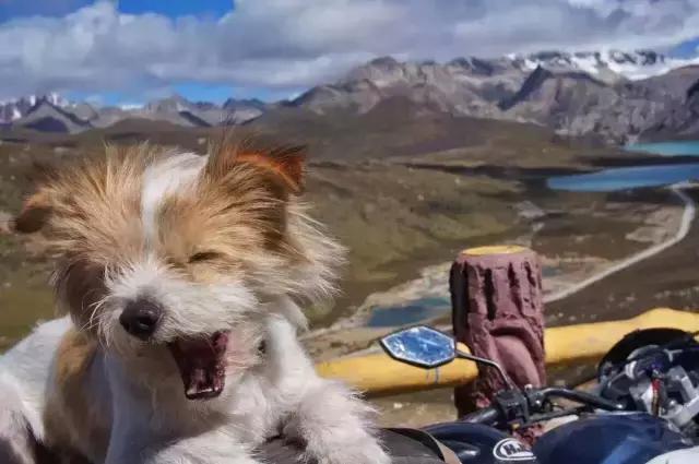 一人一狗走西藏：史上最萌流浪狗，溫暖了他孤獨的旅行