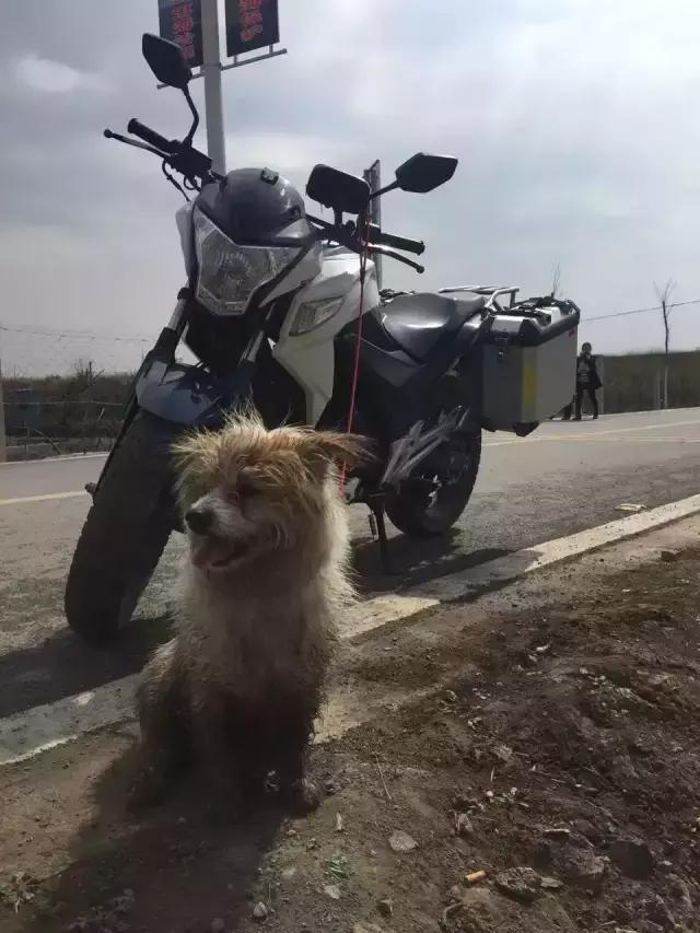 一人一狗走西藏：史上最萌流浪狗，溫暖了他孤獨的旅行