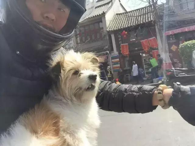 一人一狗走西藏：史上最萌流浪狗，溫暖了他孤獨的旅行