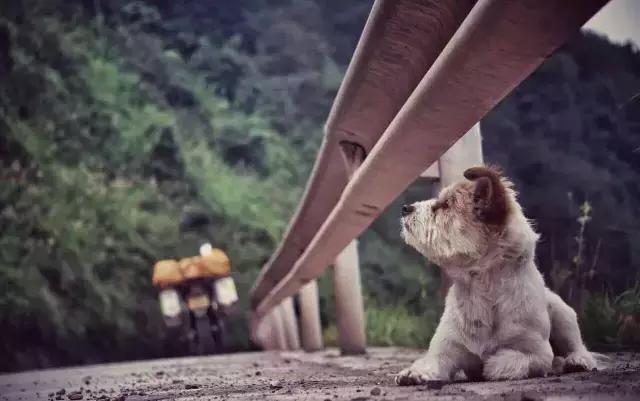 一人一狗走西藏：史上最萌流浪狗，溫暖了他孤獨的旅行