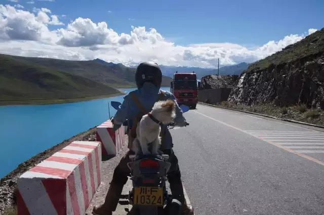 一人一狗走西藏：史上最萌流浪狗，溫暖了他孤獨的旅行