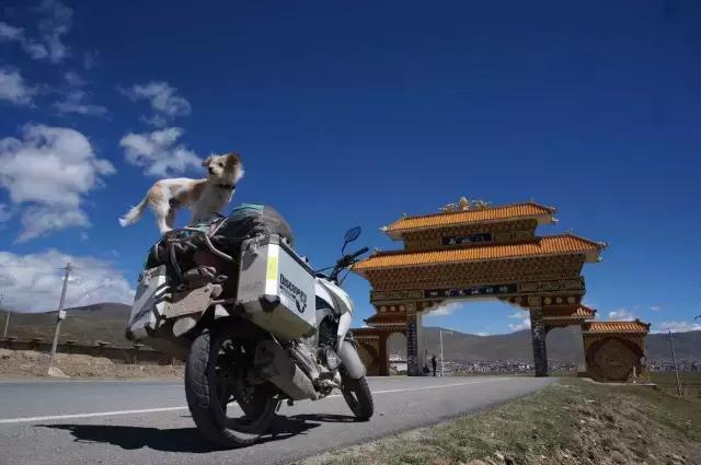 一人一狗走西藏：史上最萌流浪狗，溫暖了他孤獨的旅行