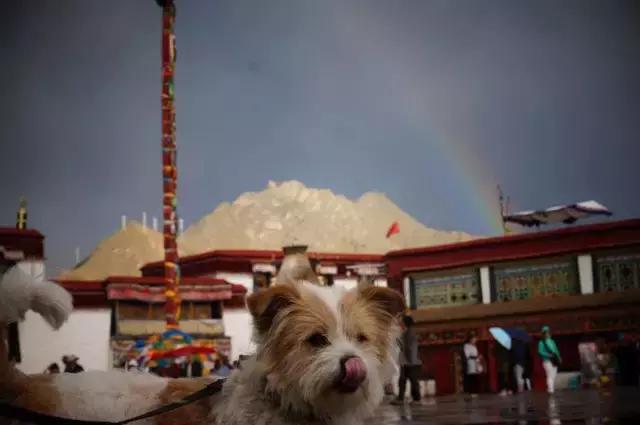 一人一狗走西藏：史上最萌流浪狗，溫暖了他孤獨的旅行