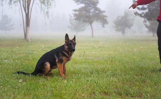 養狗6大禁忌要牢記，千萬不要害了你的愛犬