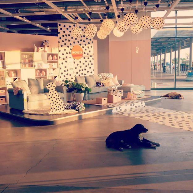 宜家和咖啡館為流浪狗開門，還有專屬毛毯，這個冬天真的太溫暖了