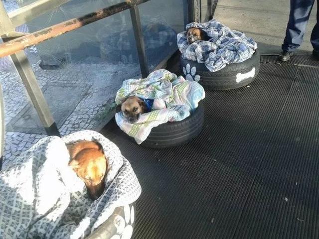 宜家和咖啡館為流浪狗開門，還有專屬毛毯，這個冬天真的太溫暖了