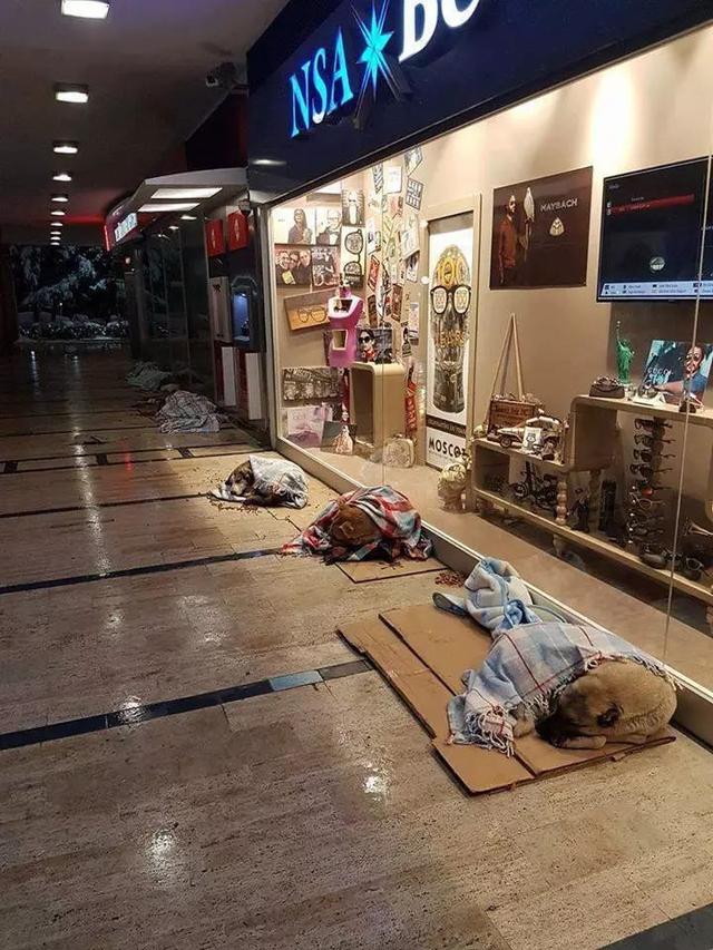宜家和咖啡館為流浪狗開門，還有專屬毛毯，這個冬天真的太溫暖了