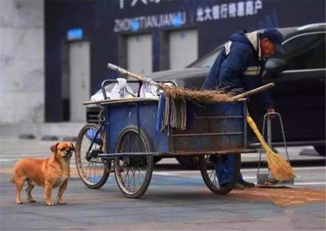 環衛工救助流浪狗，狗狗為報恩不離不棄，每日跟隨主人打掃馬路！