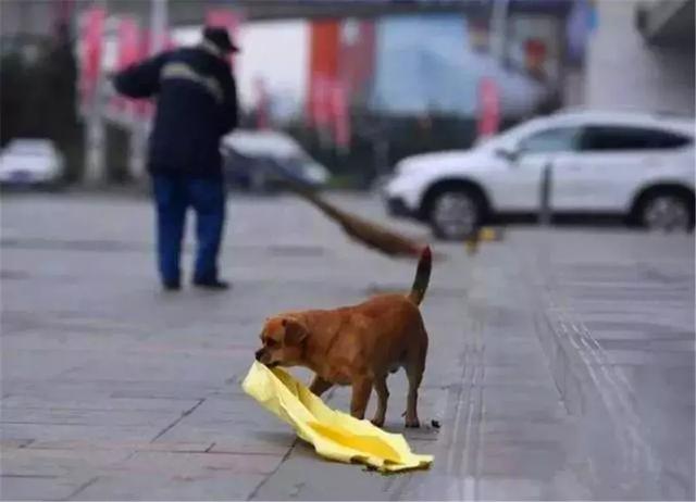 環衛工救助流浪狗，狗狗為報恩不離不棄，每日跟隨主人打掃馬路！