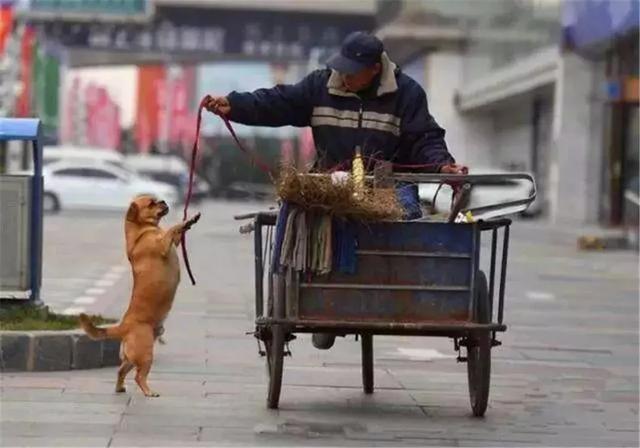 環衛工救助流浪狗，狗狗為報恩不離不棄，每日跟隨主人打掃馬路！