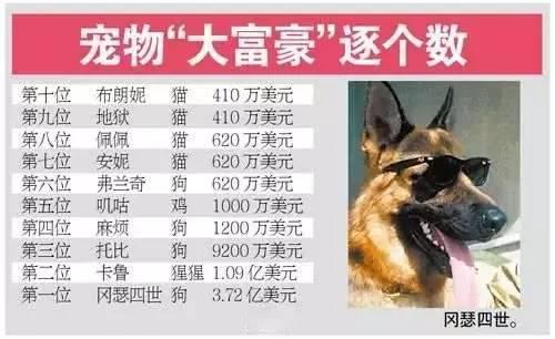 世界上最富有的狗，狗生贏家標準的狗族富二代