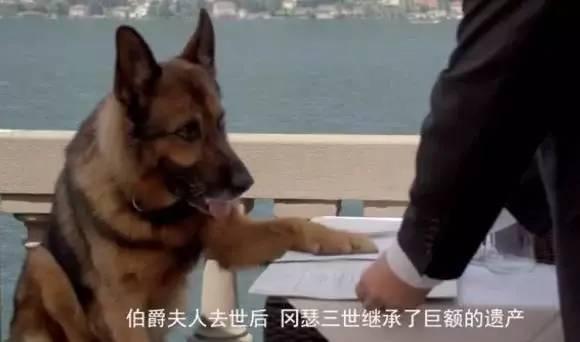 世界上最富有的狗，狗生贏家標準的狗族富二代