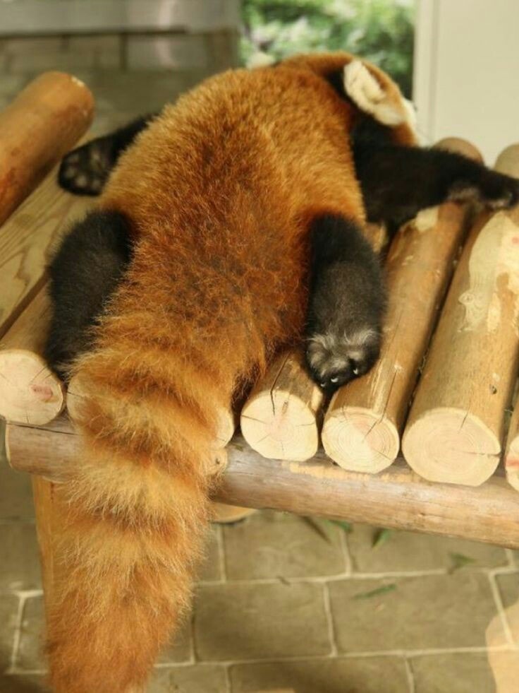 16張「把人變心心眼」的小熊貓全姿勢萌圖　從今天開始加入後援會啦❤　 2018年11月23日