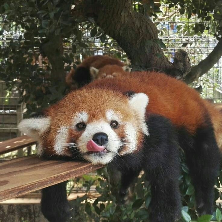16張「把人變心心眼」的小熊貓全姿勢萌圖　從今天開始加入後援會啦❤　 2018年11月23日