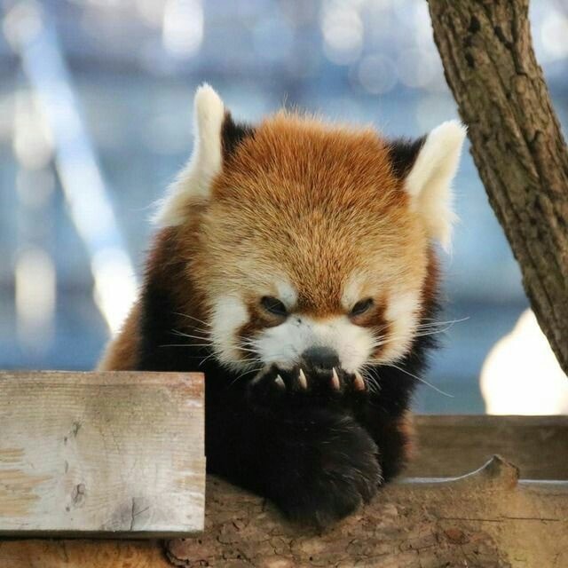 16張「把人變心心眼」的小熊貓全姿勢萌圖　從今天開始加入後援會啦❤　 2018年11月23日