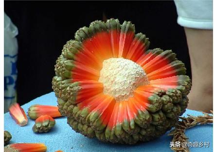50種不常見的奇葩水果，看看你吃過哪幾個？