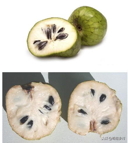 50種不常見的奇葩水果，看看你吃過哪幾個？