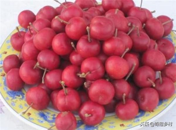 50種不常見的奇葩水果，看看你吃過哪幾個？