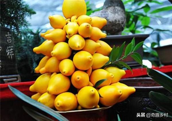 50種不常見的奇葩水果，看看你吃過哪幾個？