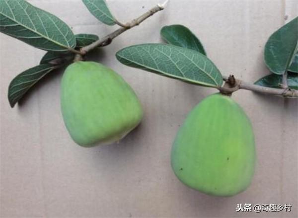 50種不常見的奇葩水果，看看你吃過哪幾個？