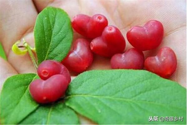 50種不常見的奇葩水果，看看你吃過哪幾個？