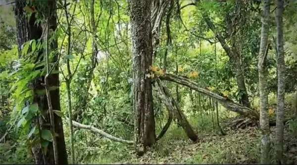 辭掉白領工作的她和丈夫帶著兩個女兒隱居，一家人重建「1331萬坪雨林」只為等花開，7年後LV都找上門