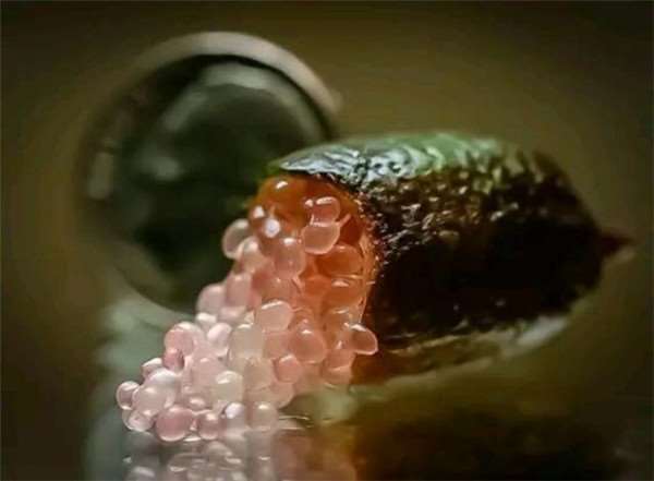  8種世界上最稀有、最貴的水果，貴到我連果皮都買不起！