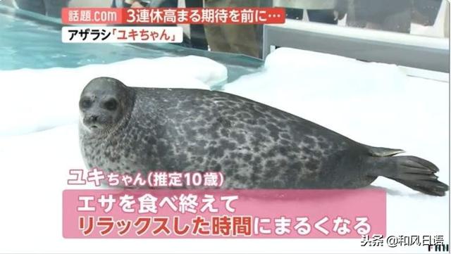 日本一隻海豹火了，因為它會突然變圓……