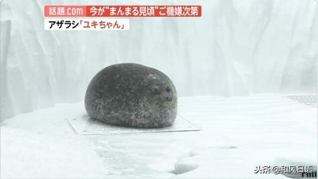 日本一隻海豹火了，因為它會突然變圓……