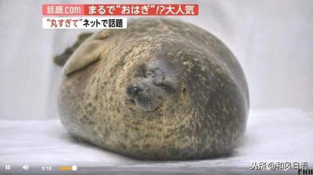 日本一隻海豹火了，因為它會突然變圓……
