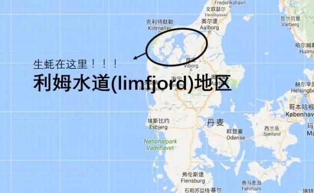 丹麥海岸線堆滿生蠔 政府神招:歡迎中國人來吃