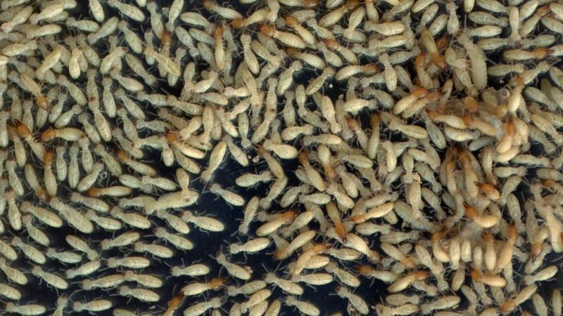 「千年白蟻城」藏樹林底下被發現 總面積足足有6個台灣的大小