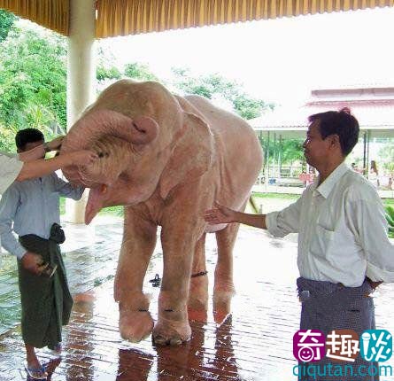 緬甸發現18歲罕見白象 