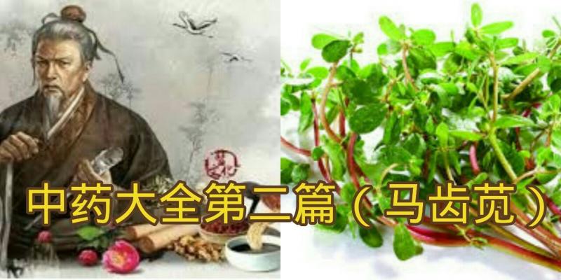 中藥大全第二篇（馬齒莧）馬齒莧的功效、作用與食用方法！
