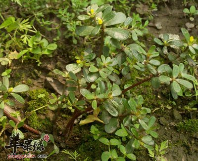 中藥大全第二篇（馬齒莧）馬齒莧的功效、作用與食用方法！