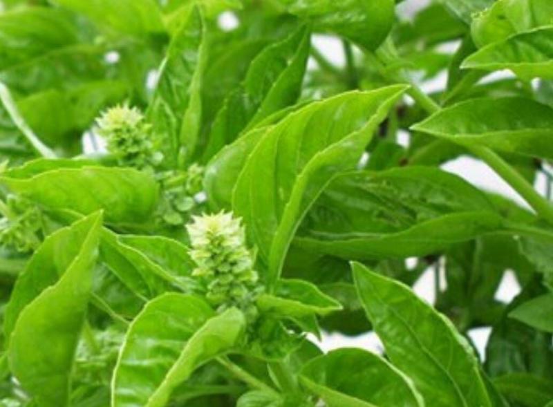 中藥大全第二篇（馬齒莧）馬齒莧的功效、作用與食用方法！