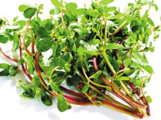中藥大全第二篇（馬齒莧）馬齒莧的功效、作用與食用方法！