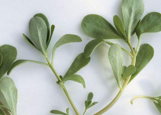 中藥大全第二篇（馬齒莧）馬齒莧的功效、作用與食用方法！