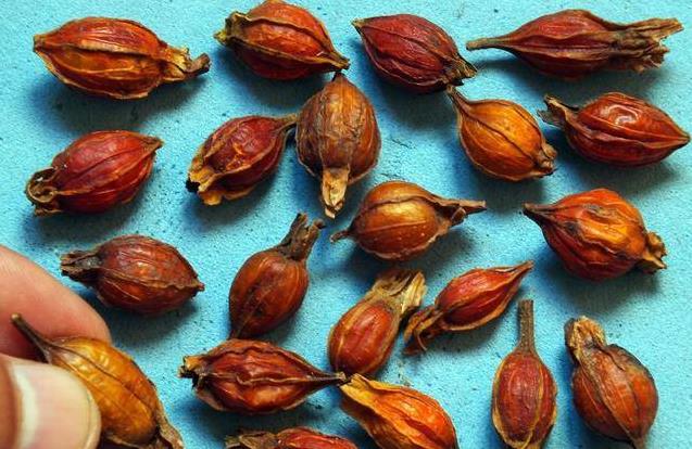 Famaosinmalaysia - 冰箱裡常放的【3種食物】，尿酸高的人別再吃！醫生推薦：10種菜，痛風的人可要多吃！