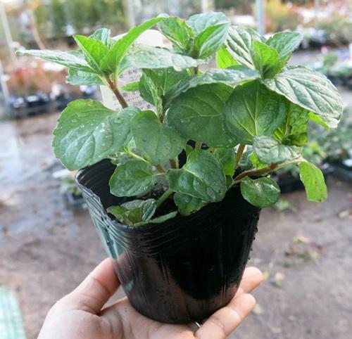 張大爺養花從不施肥，就往盆里撒斤「零食」，開花旺到攔不住！