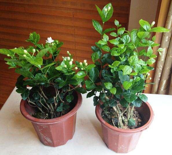 張大爺養花從不施肥，就往盆里撒斤「零食」，開花旺到攔不住！