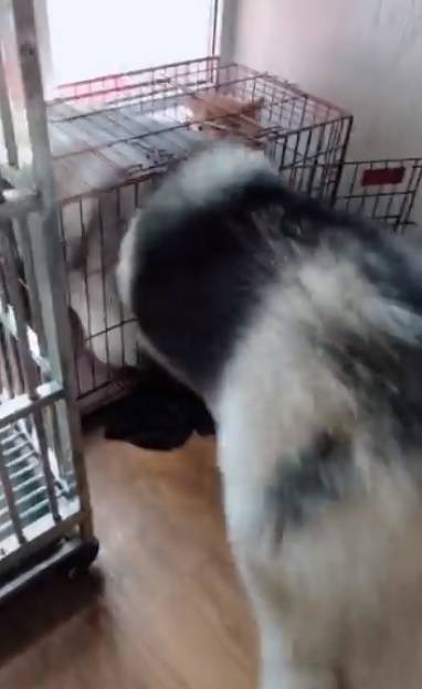 阿拉斯加佔領柴柴窩，一大坨肉肉硬塞，柴柴：麻麻你看它硬要，麻麻：你傻了嗎？